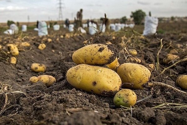 ۳۵۰ هزار تن سيب زمينی تابستانه در همدان برداشت می شود 